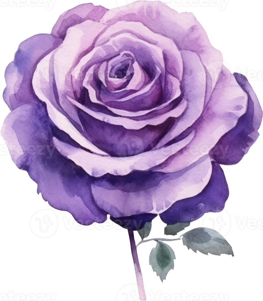 viola rosa fiore acquerello. ai generato png