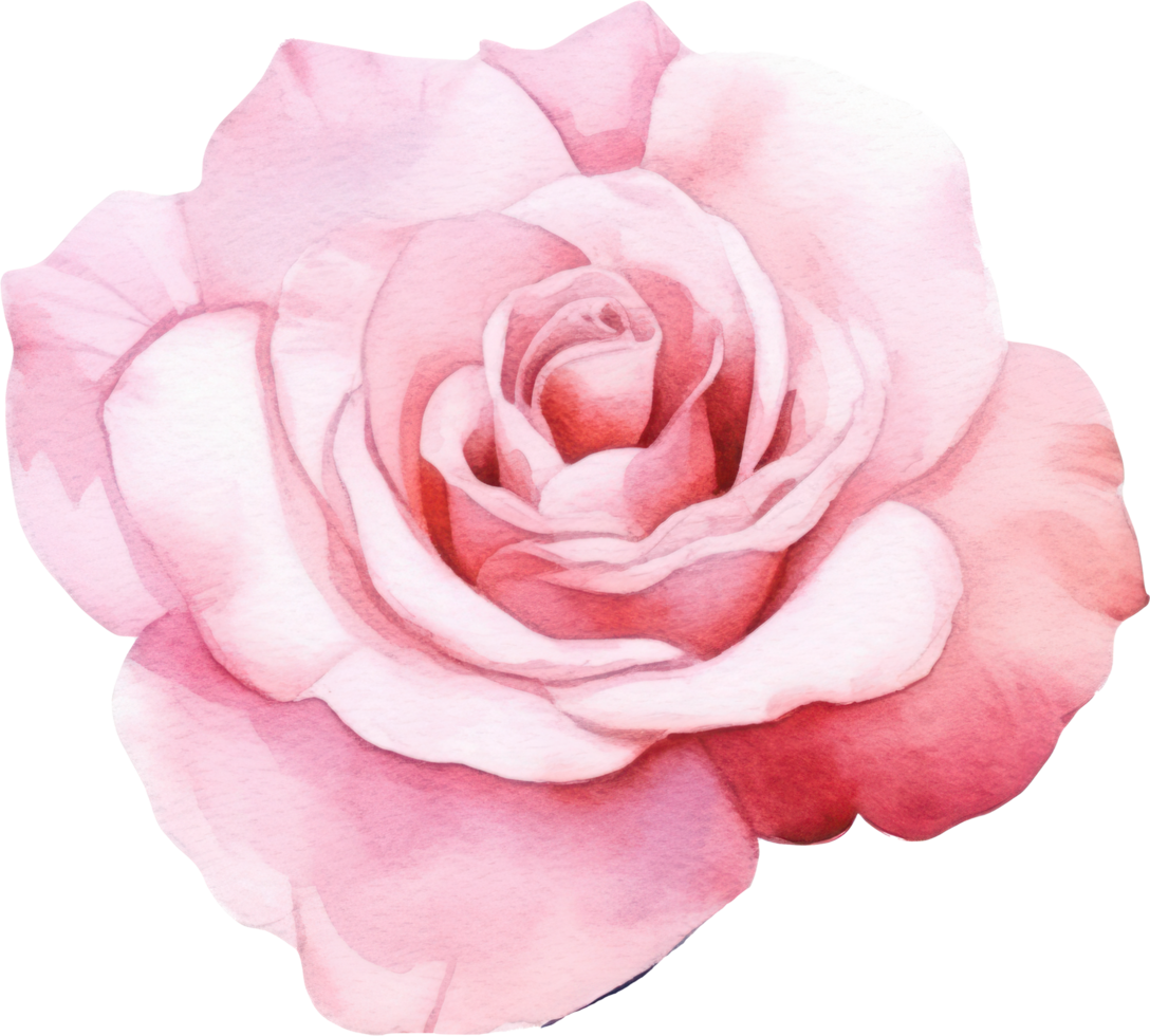 Pink Rose Flower Watercolor. png