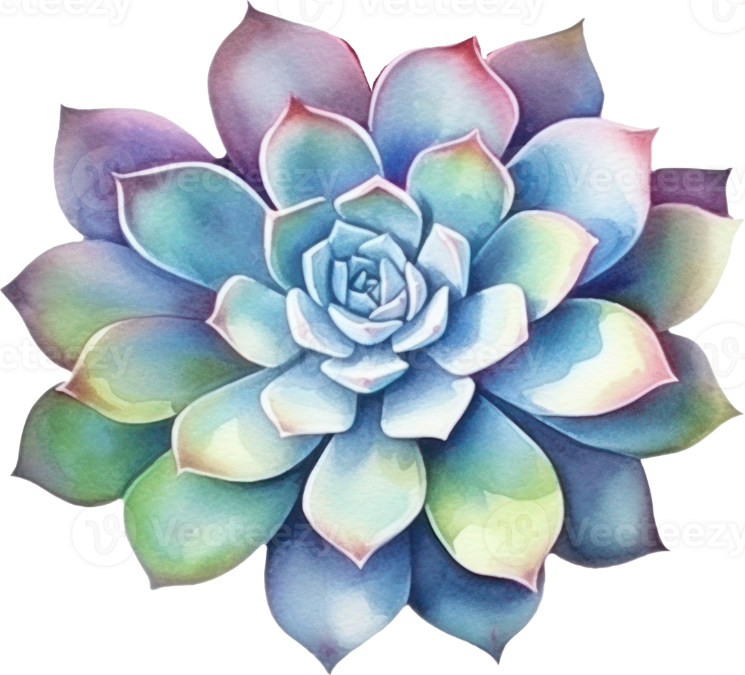 Succulent Watercolor Illustration. png