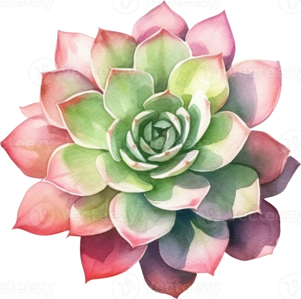 Succulent Watercolor Illustration. png