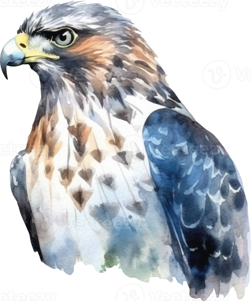 Hawk Bird Watercolor Illustration. png