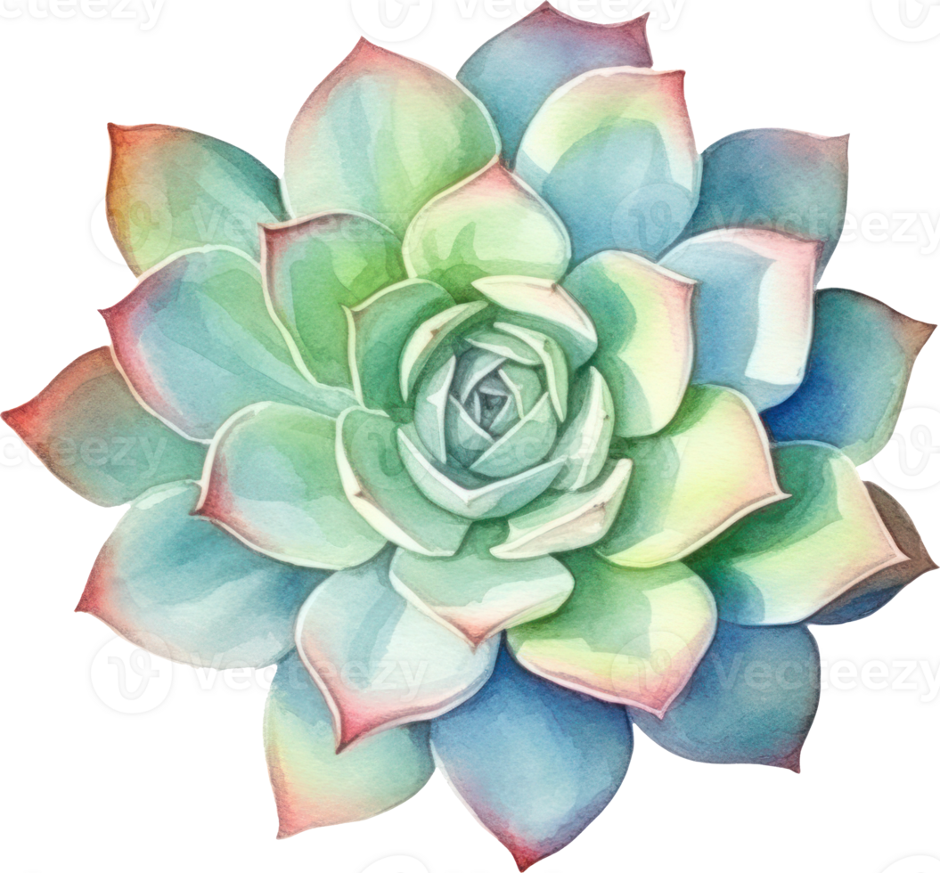 Succulent Watercolor Illustration. png