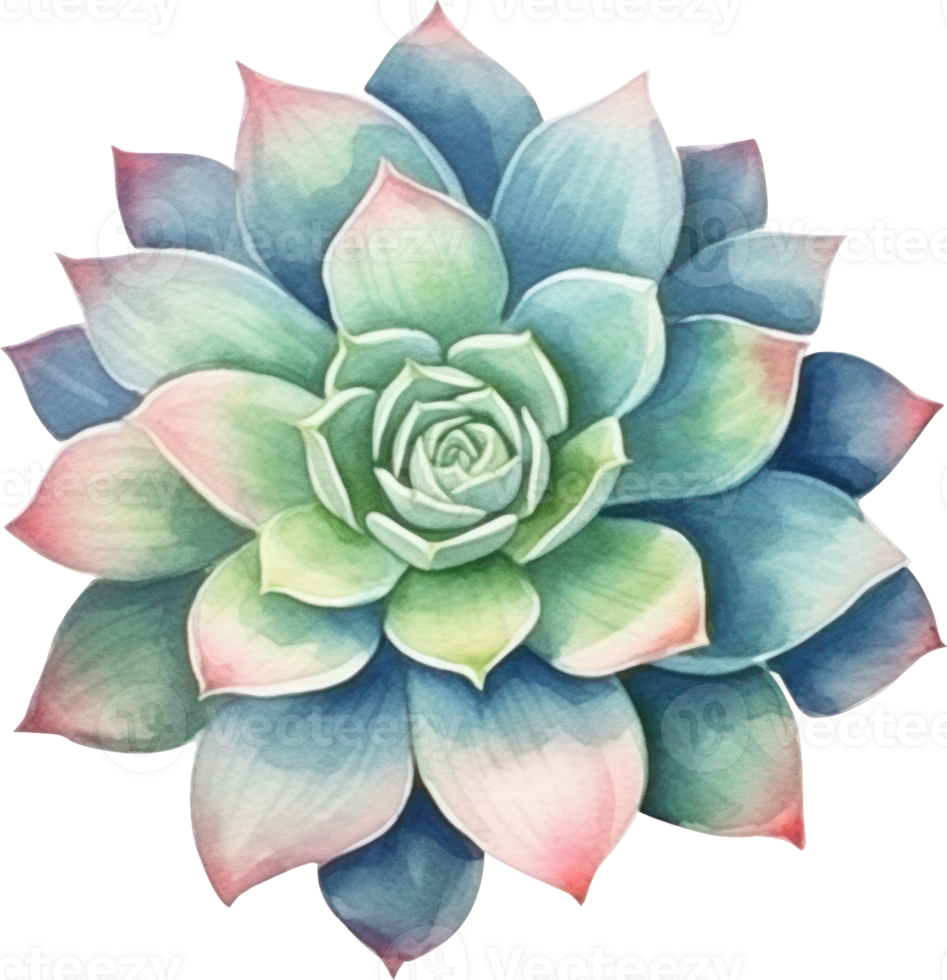 Succulent Watercolor Illustration. png