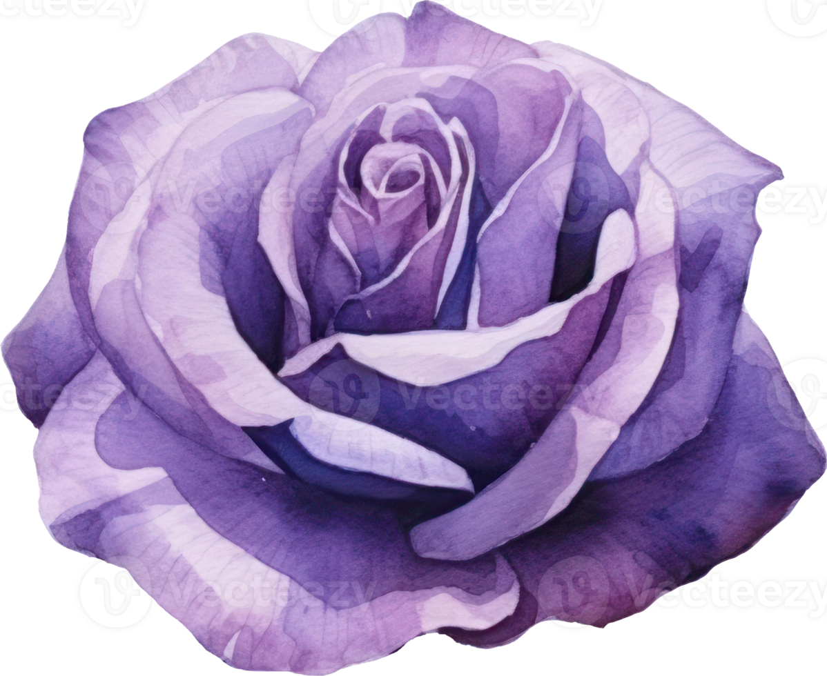 Purple Rose Flower Watercolor. png