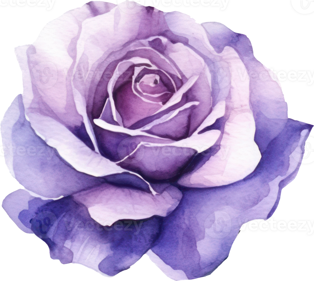 Purple Rose Flower Watercolor. png