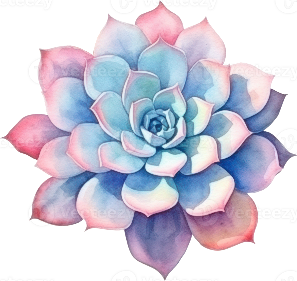 Succulent Watercolor Illustration. png