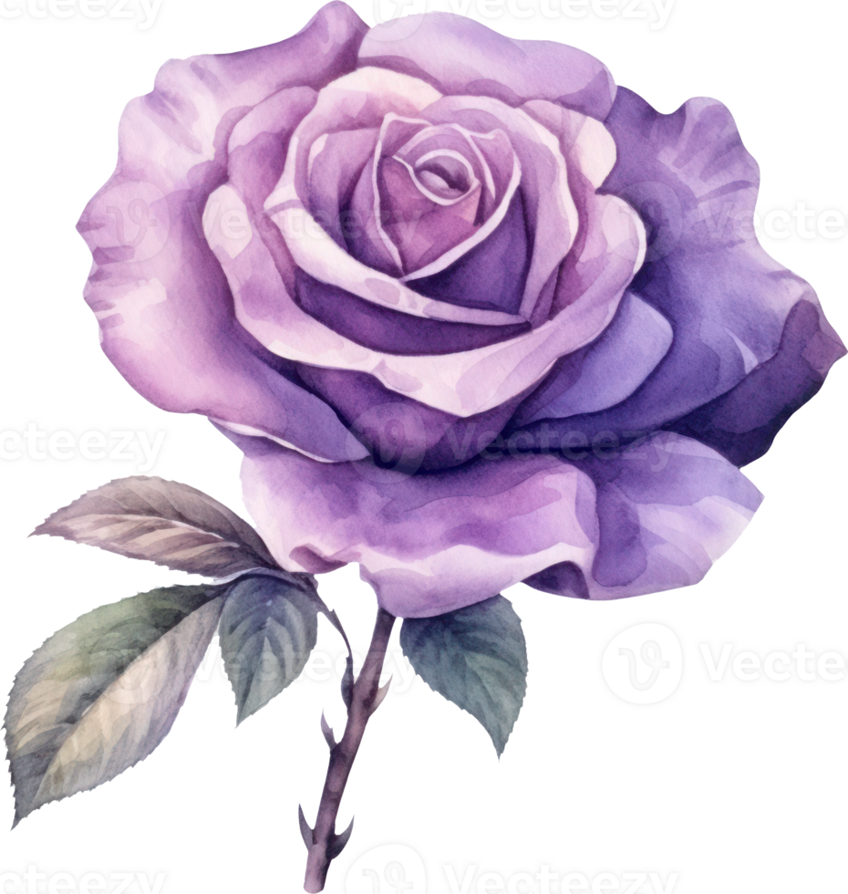 púrpura Rosa flor acuarela. ai generado png