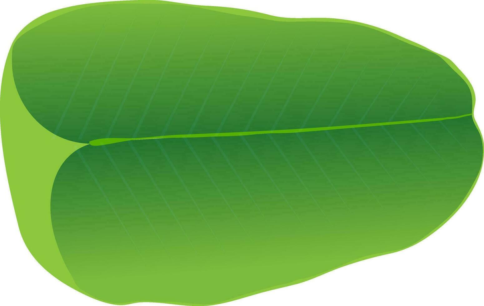 Illustration of green banana leaf. vector