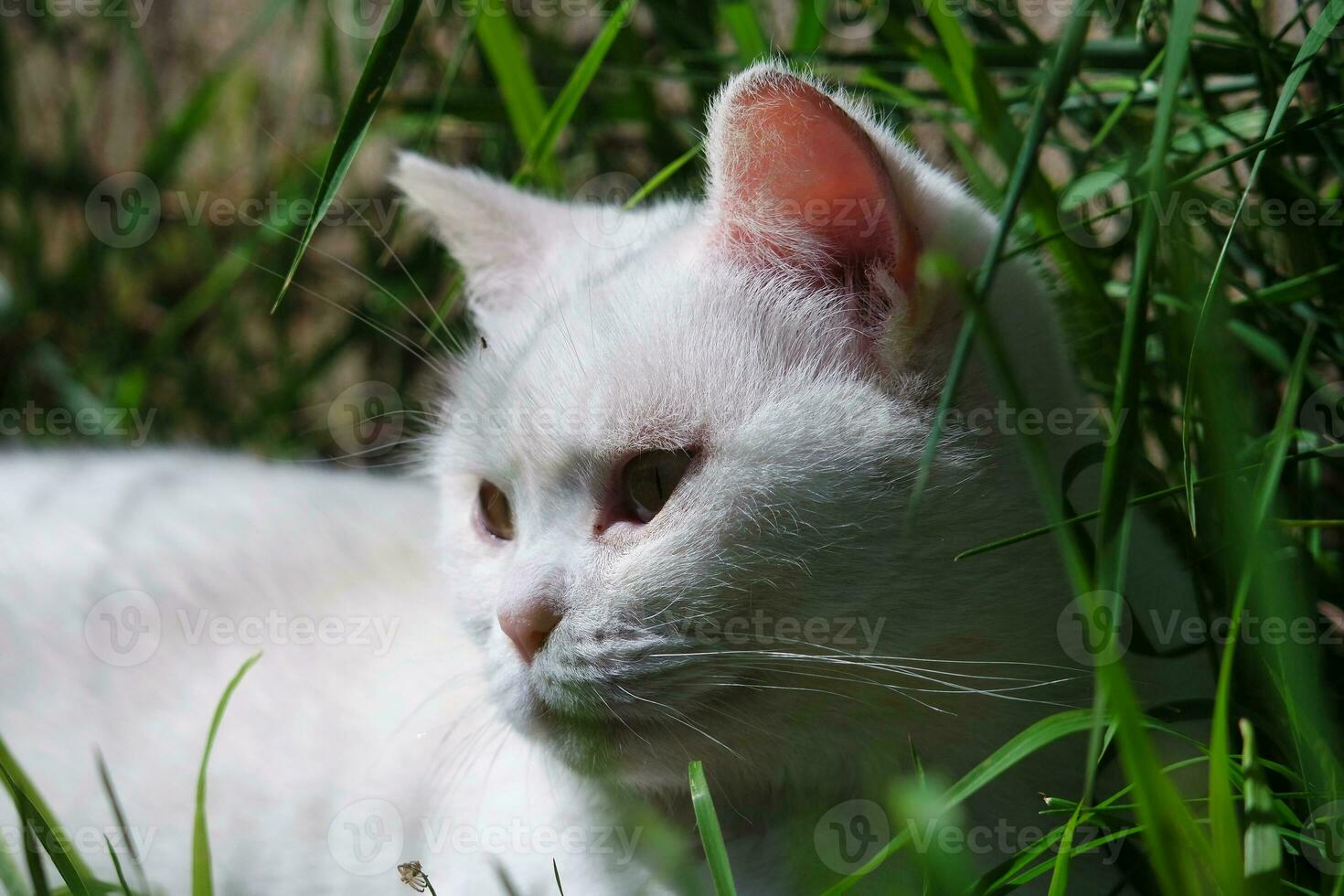 Cute White Cat is Relaxing on Grass, at Home Garden photo