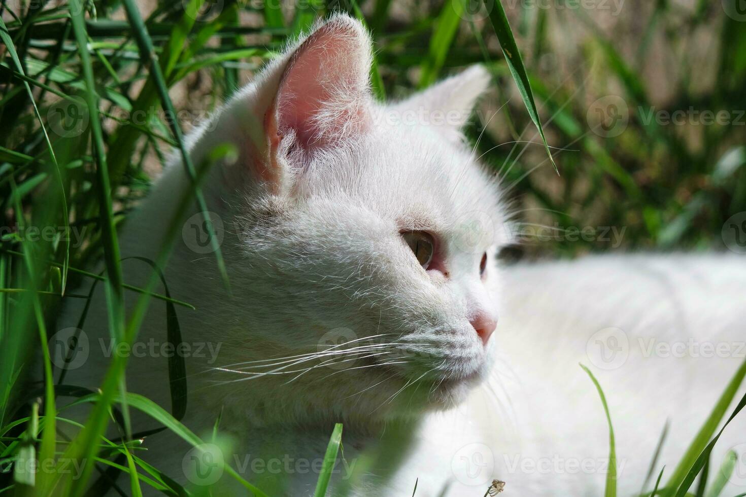 Cute White Cat is Relaxing on Grass, at Home Garden photo