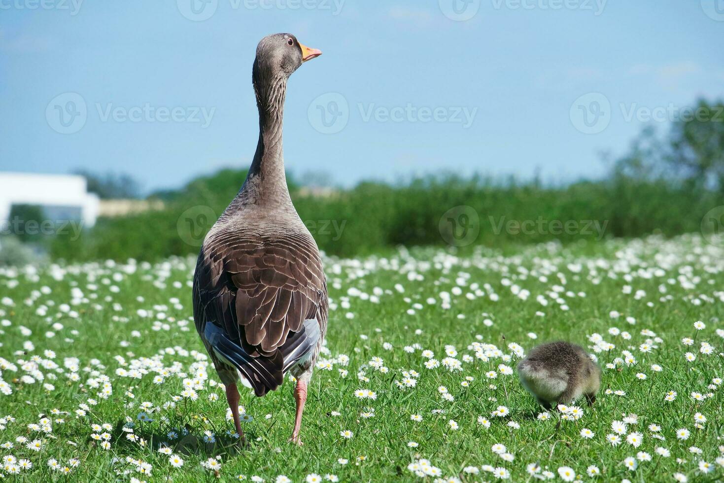 Best Close up Image of Cute and Beautiful Water Birds at Caldecotte Lake of Milton Keynes City of England Great Britain, Image Was Captured on 21-May-2023 photo