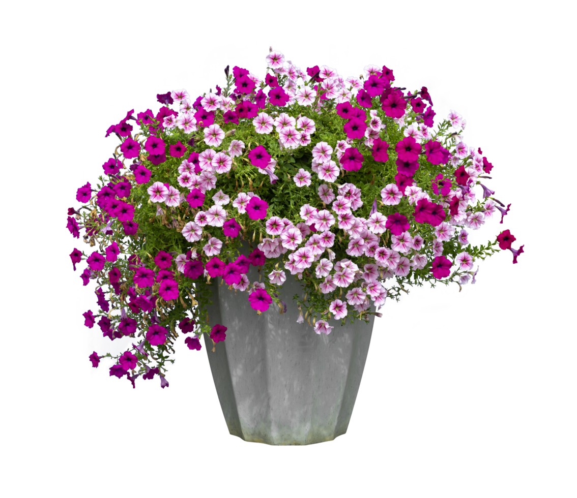 Colorful pink and purple petunia flower pot in rustic pot isolated on transparent background for house decoration and design purpose png