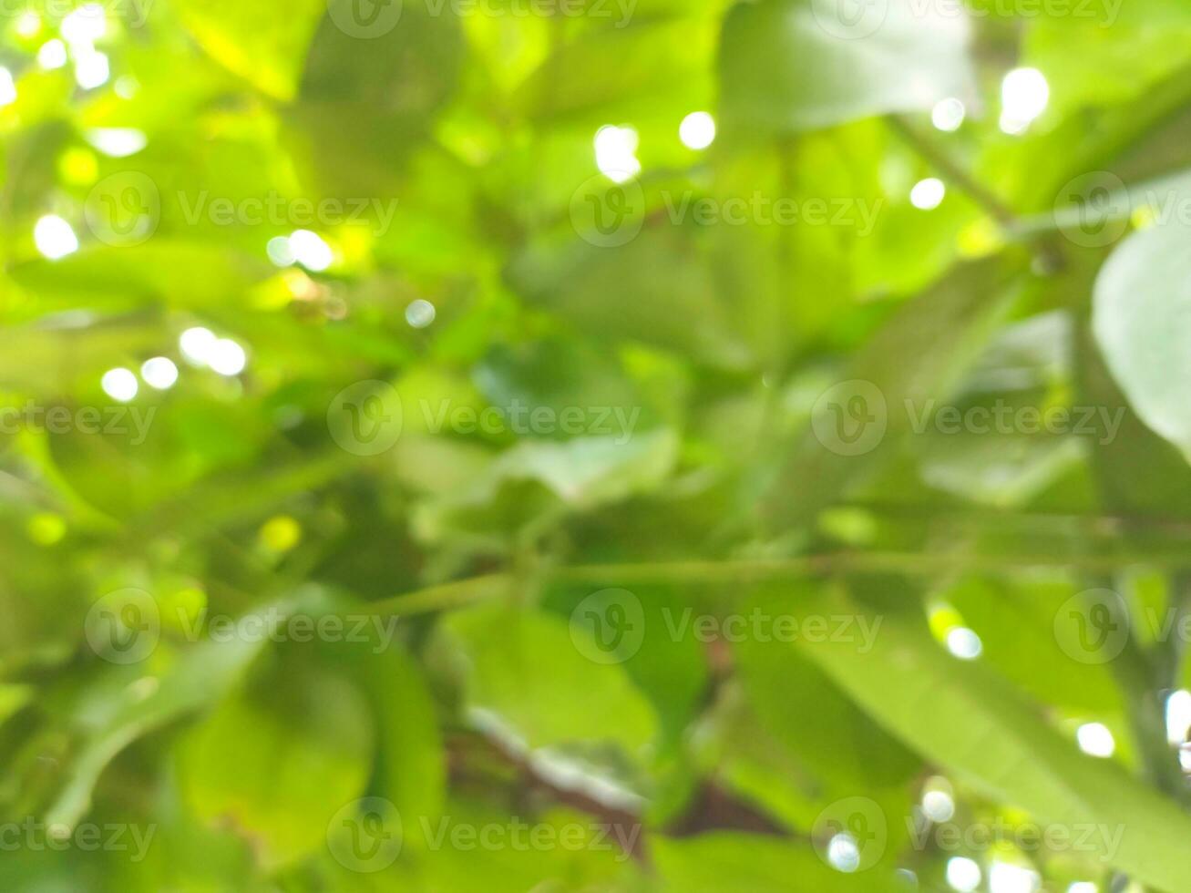 Out of focus Blurred background of green guava tree leaves, with bright sunlight during the day photo