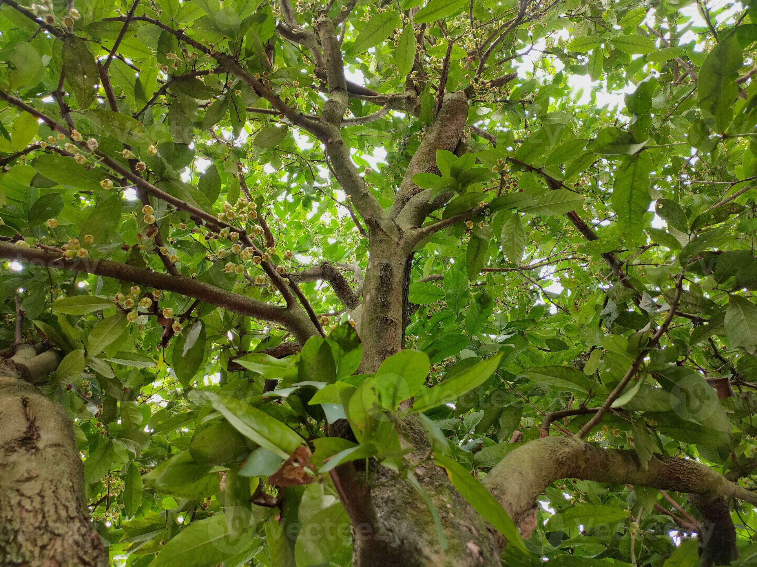 Water guava tree that is in the process of bearing fruit, water guava