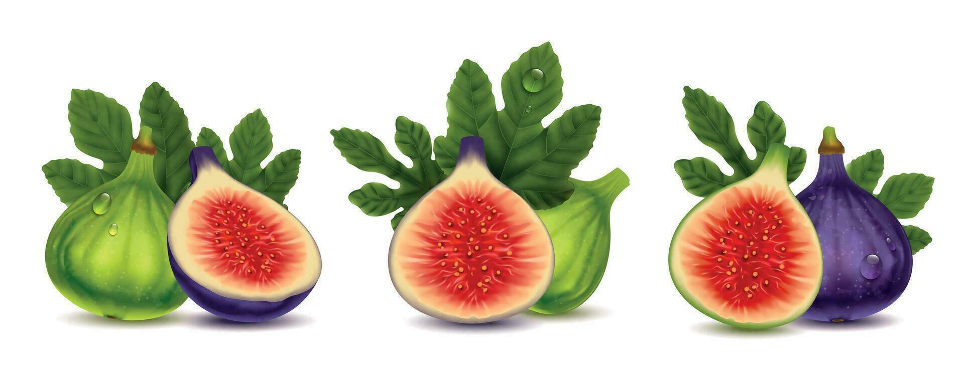 Figs Fruit Realistic Compositions Set vector