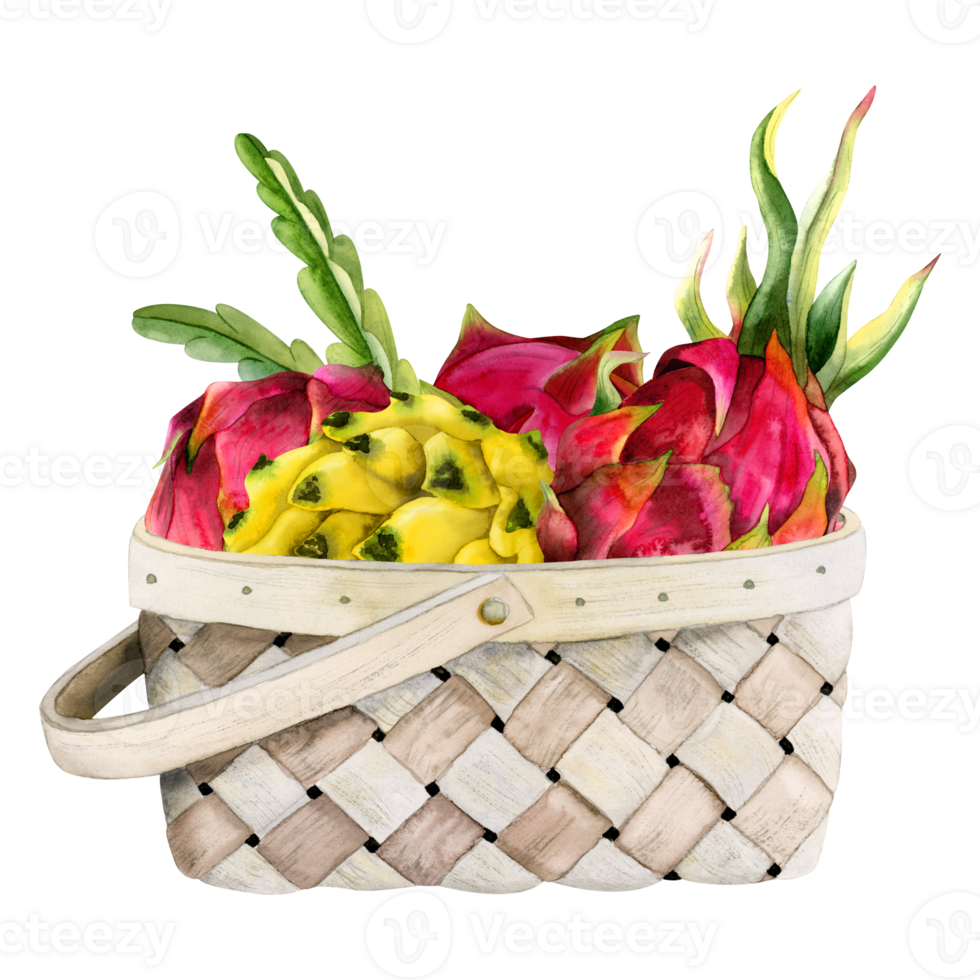 Red pink and yellow dragon fruits with leaves in wicker basket watercolor illustration. Pitaya harvest for exotic tropical Asian food designs png