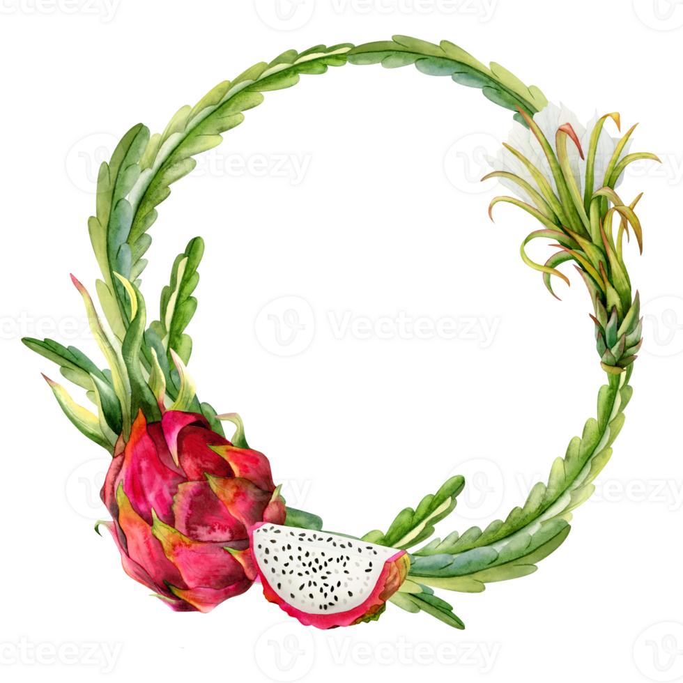 Botanical round frame with watercolor pink dragon fruit slices, flower and cactus leaves for stickers, sale coupons or wedding invitation png