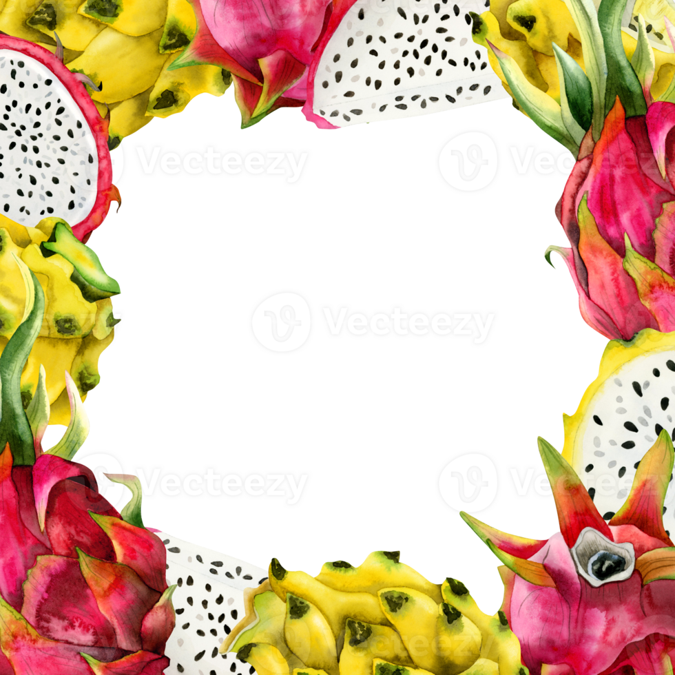 Red pink and yellow dragon fruits slices square frame with copy space. Watercolor pitahaya illustration. Botanical template for advertisement png