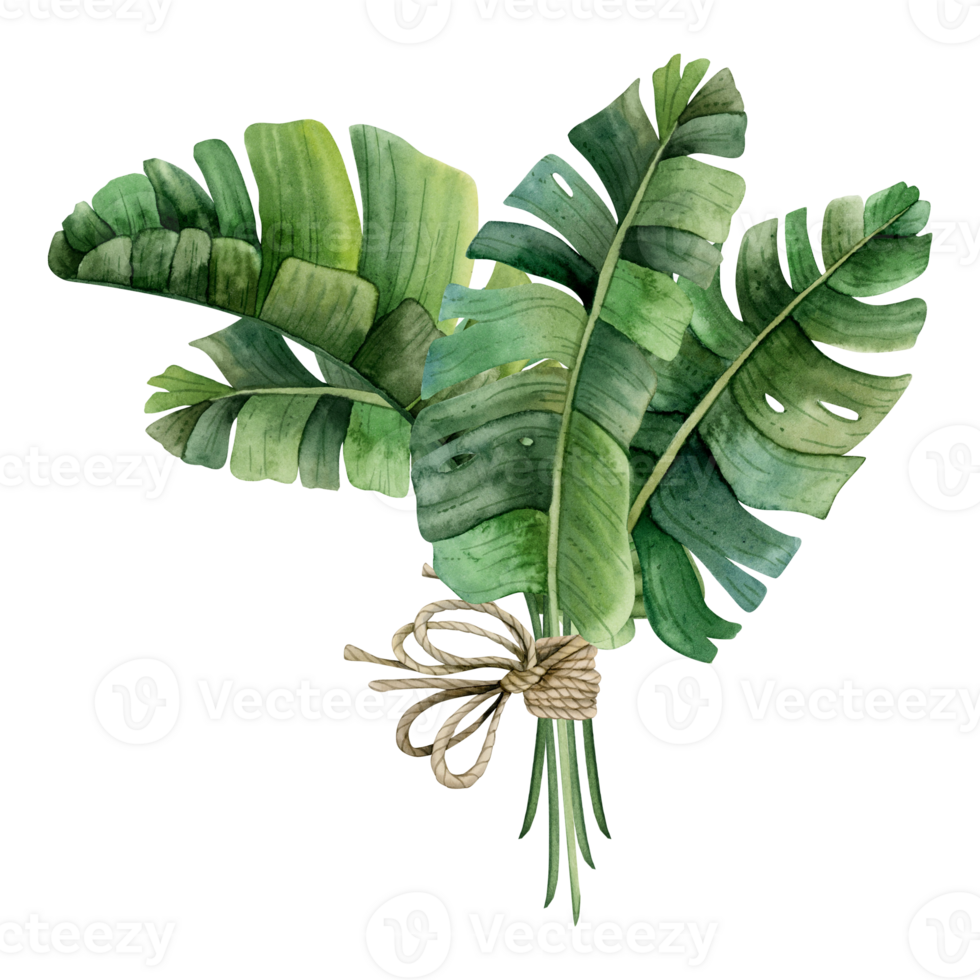 tropisch Palme Blätter von Monstera oder Banane Strauß mit Seil Bogen Aquarell Illustration. modisch Stil Sommer- Clip Art png