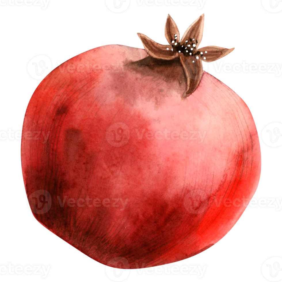 Bright red whole pomegranate watercolor illustration. Rosh Hashanah symbolic fruit hand draw botanical clipart for Jewish New year designs and stickers png