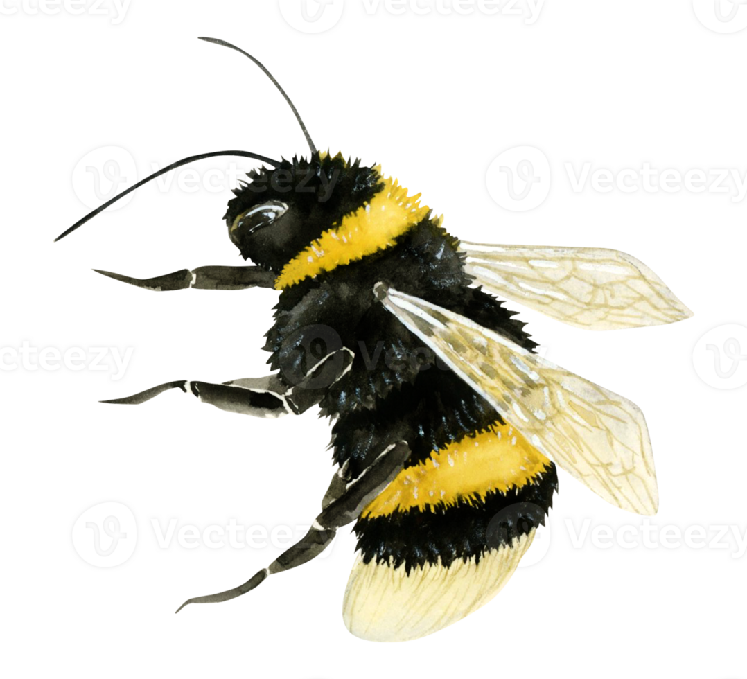 flygande humla vattenfärg insekt illustration. sommar djur- för honung mönster, fält blommor kompositioner, vykort, affischer, barn rum dekor png