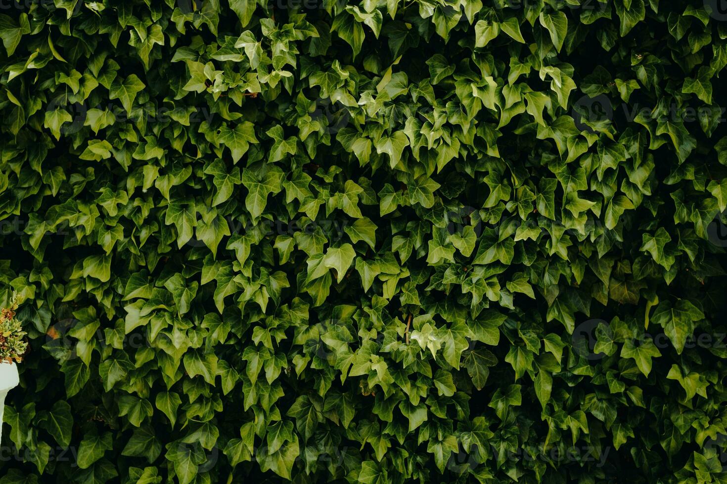 Photo of green leaves wall texture background with nice pattern. Clean environment. Organic natural background.