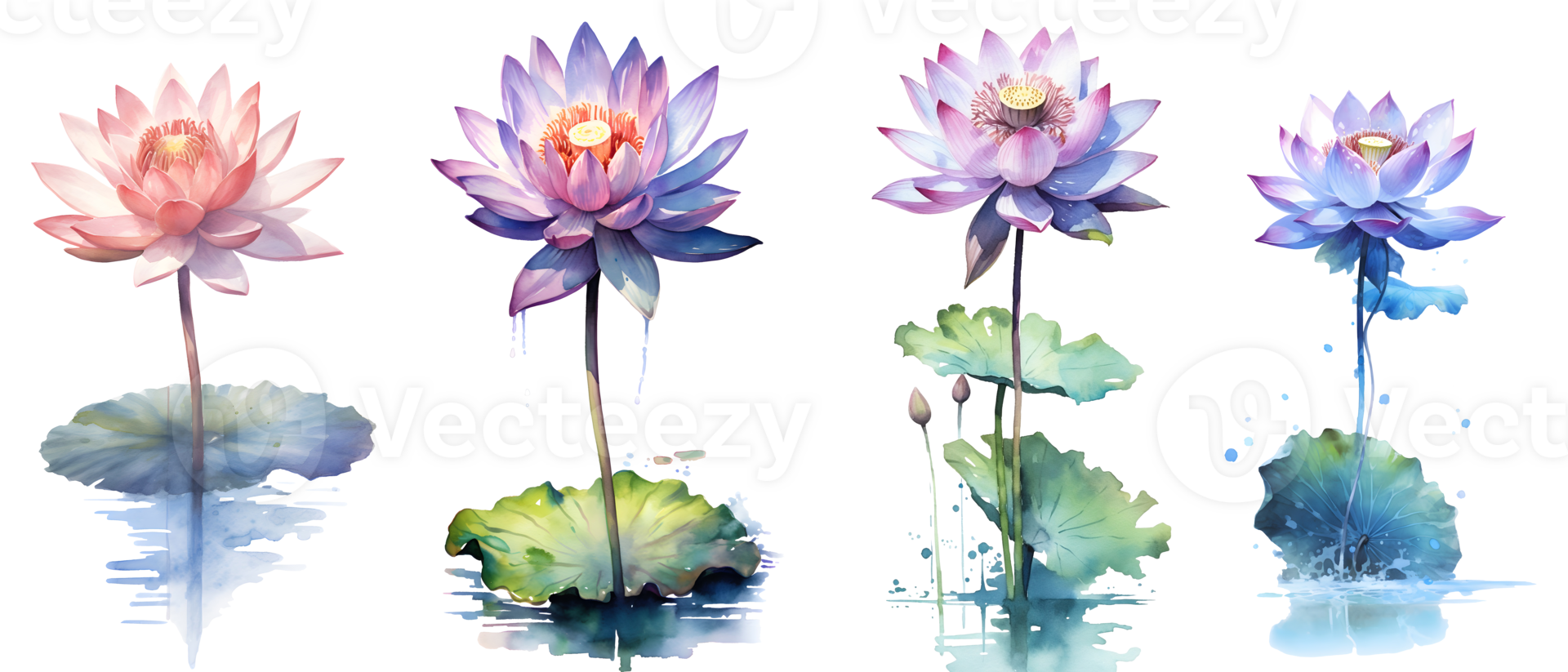 Watercolor painting in botanical style of lotus flowers clip art, png