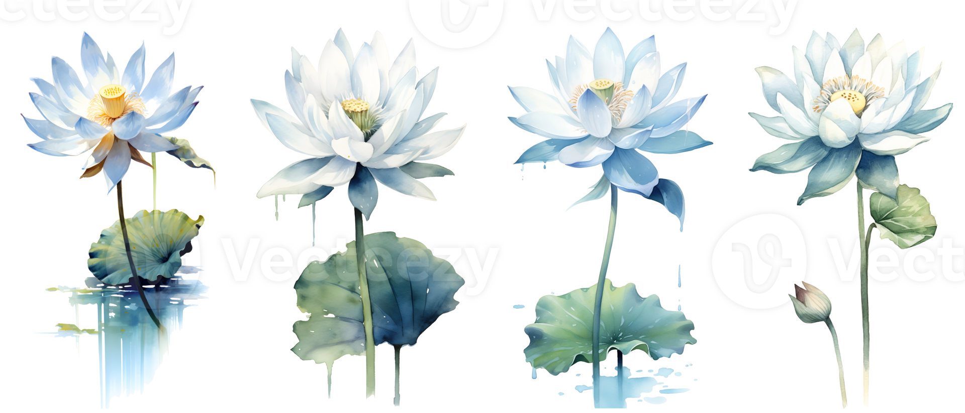 Watercolor painting in botanical style of White lotus flowers clip art, png