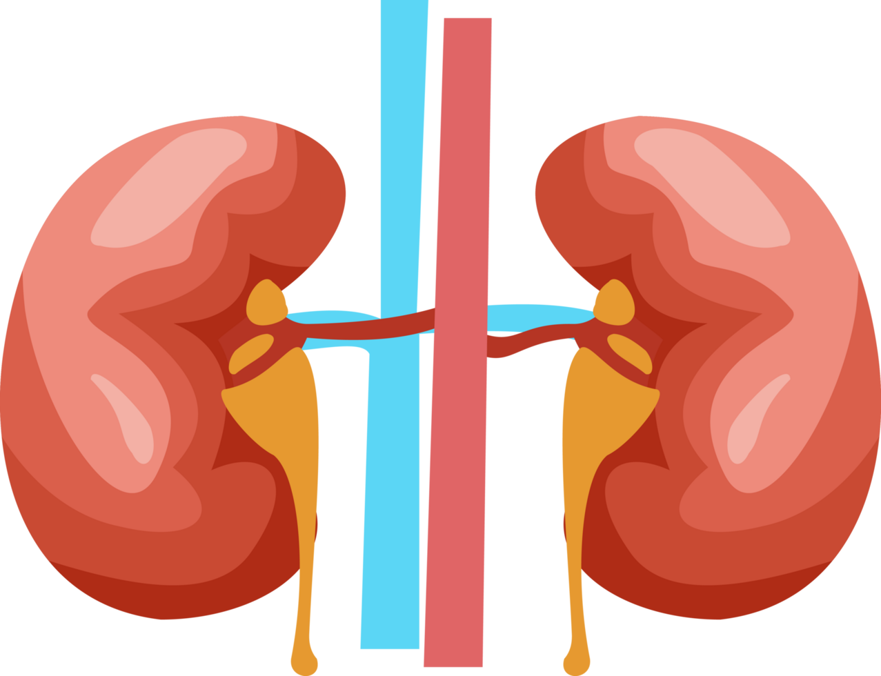 illustrazione di umano rene organo. rene organo piatto design cartone animato. umano organi png