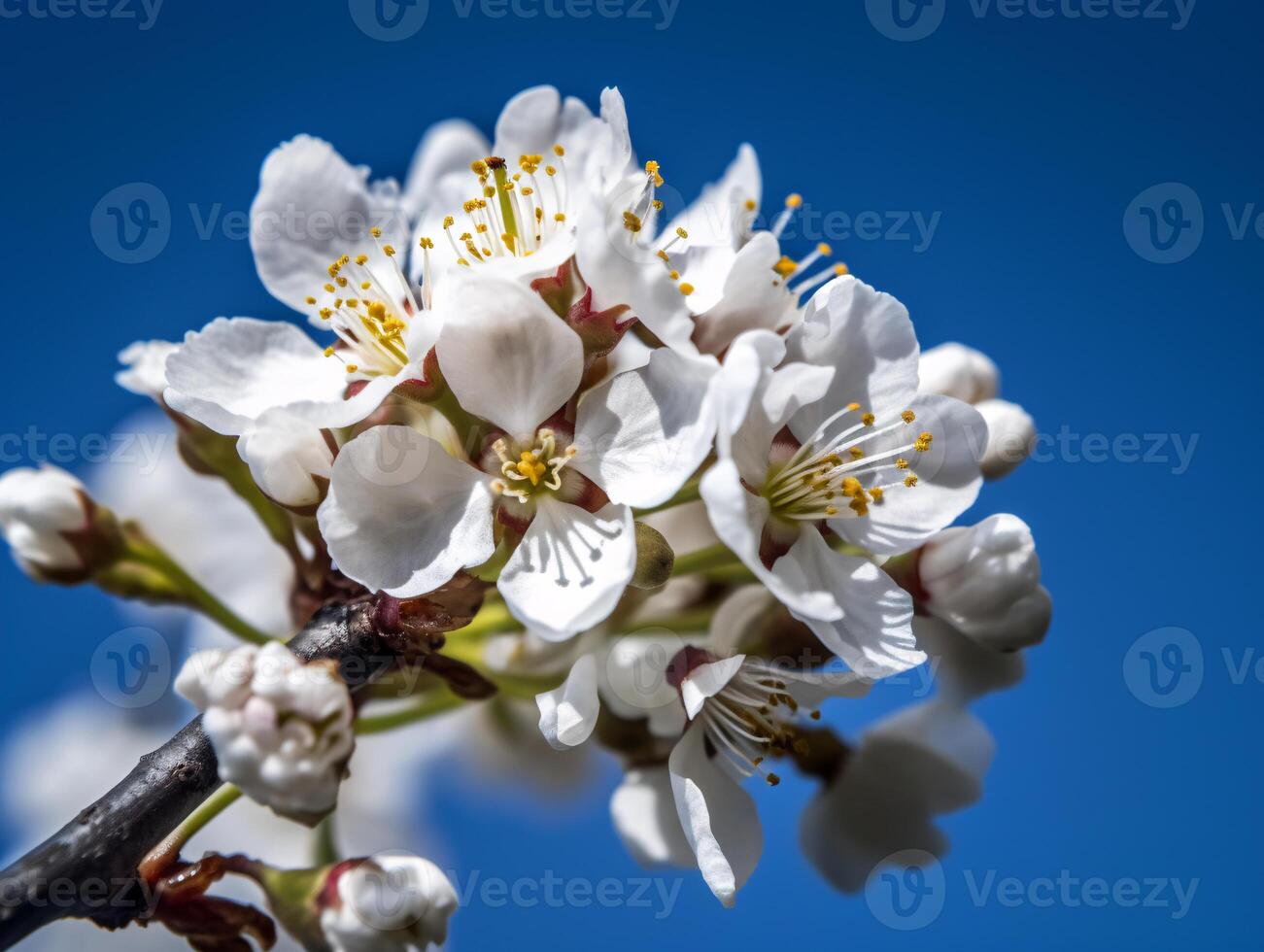 Cherry Blossom Branch in Full Bloom Against Clear Blue Sky - High-Resolution Stock Photo for Marketing and Website Backgrounds -