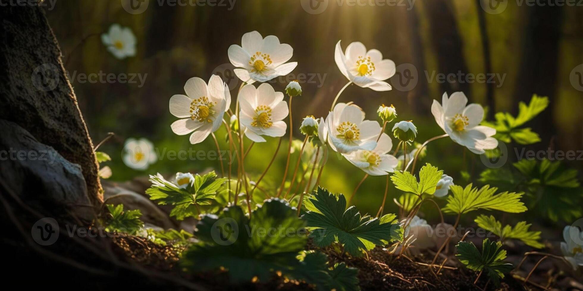 Beautiful white flowers of anemones in spring in a forest close-up in sunlight in nature photo