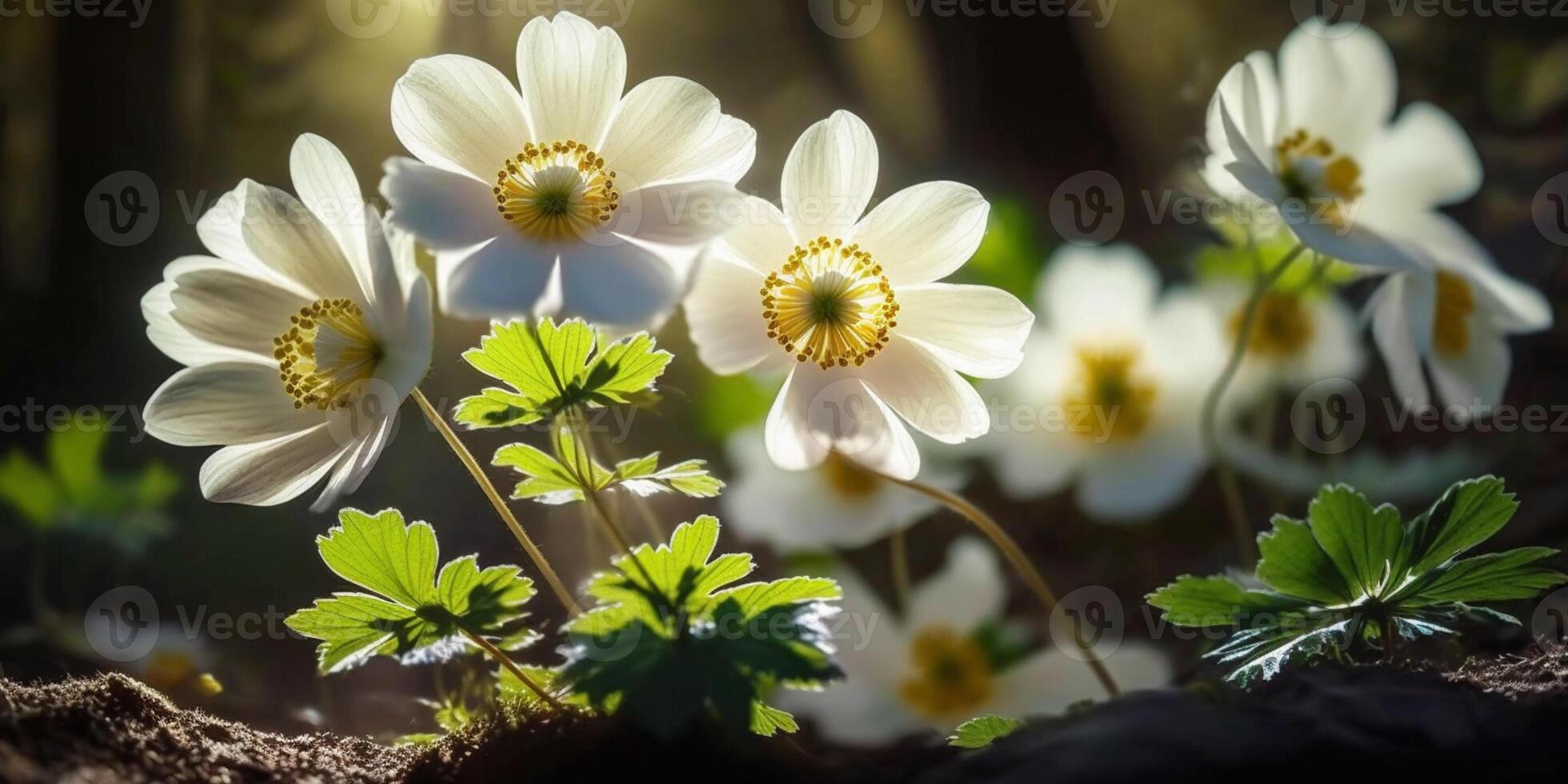 Beautiful white flowers of anemones in spring in a forest close-up in sunlight in nature photo