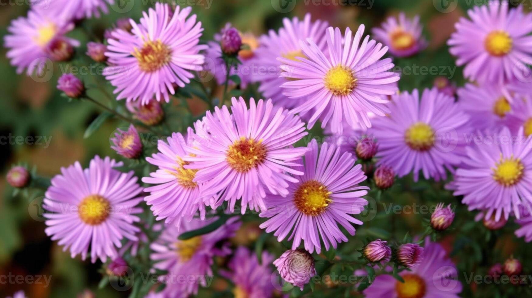 aster otoño flores ai generado foto