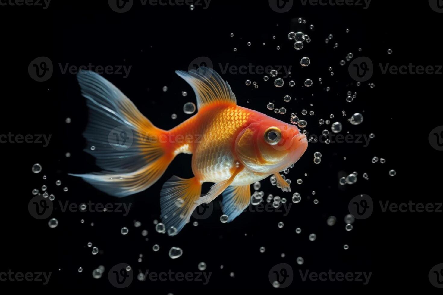 Playful goldfish blows tiny bubbles in the water photo