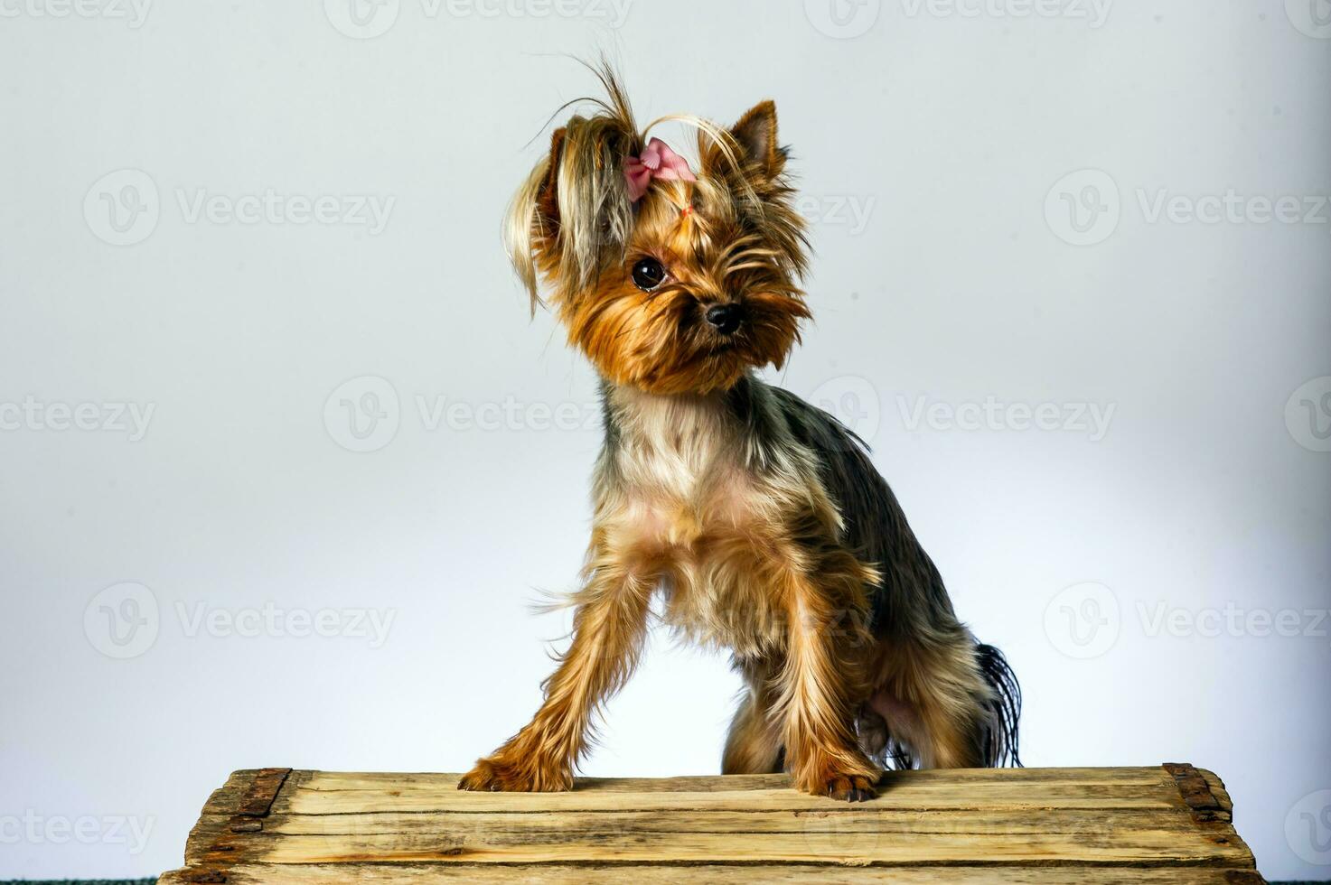 Yorkshire terrier looking at the camera in a head shot, against a white background photo