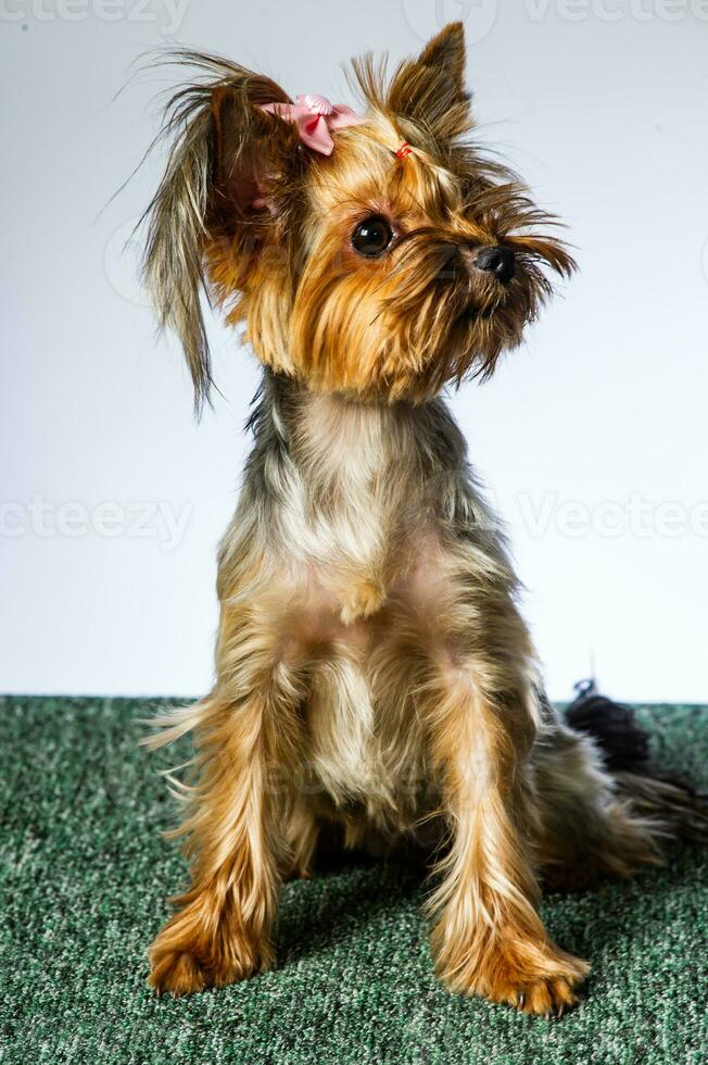 Yorkshire terrier looking at the camera in a head shot, against a white background photo