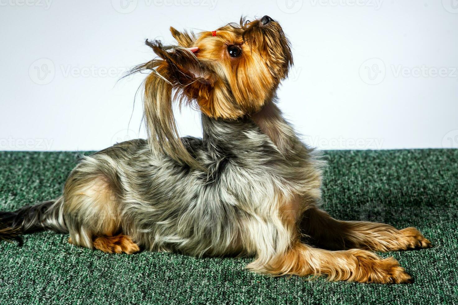 Yorkshire terrier looking at the camera in a head shot, against a white background photo