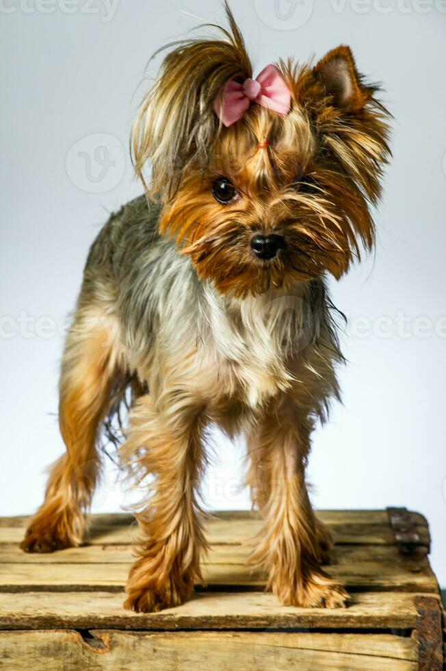 Yorkshire terrier looking at the camera in a head shot, against a white background photo