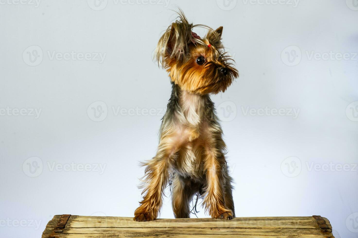 Yorkshire terrier looking at the camera in a head shot, against a white background photo