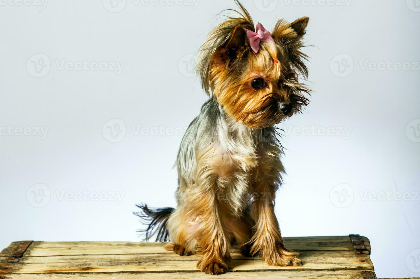Yorkshire terrier looking at the camera in a head shot, against a white background photo