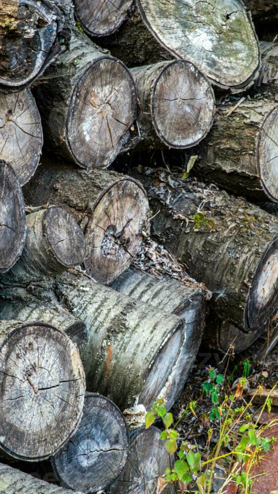 Background With Large Woodpile In The Summer Forest From Sawn Old Big Pine And Spruce De-barked Logs For Forestry Industry photo