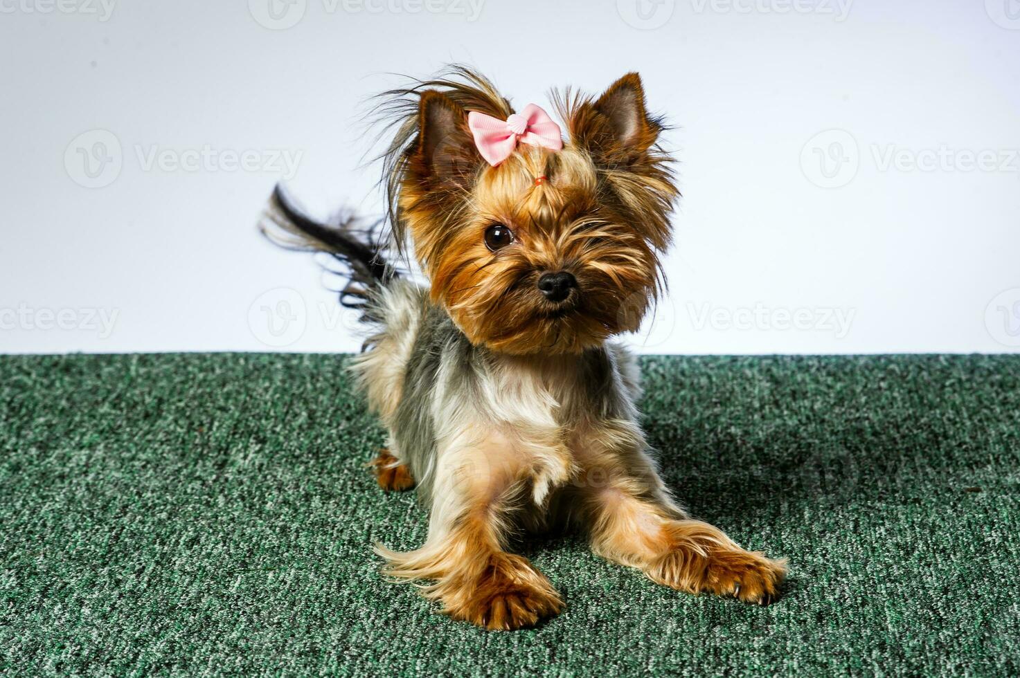 Yorkshire terrier looking at the camera in a head shot, against a white background photo