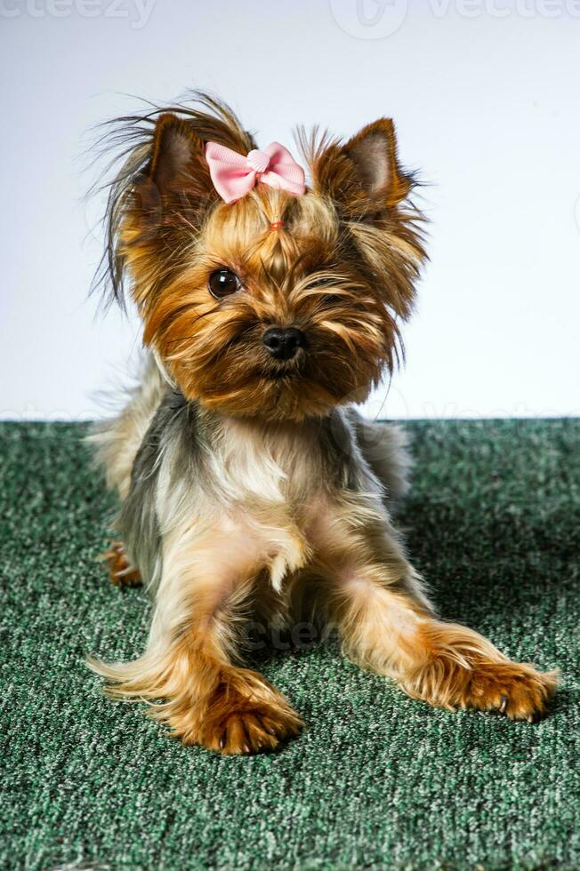 Yorkshire terrier looking at the camera in a head shot, against a white background photo