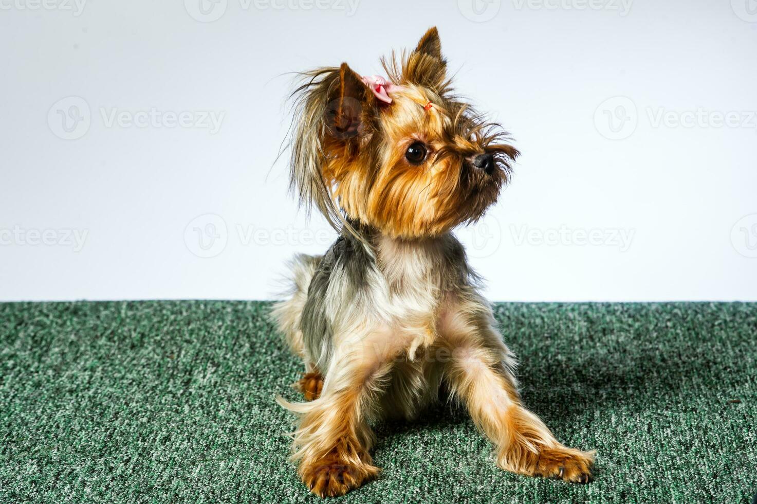 Yorkshire terrier looking at the camera in a head shot, against a white background photo