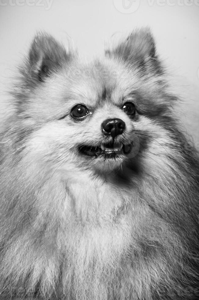 adorable pomeranio perro retrato.stodio antecedentes. foto
