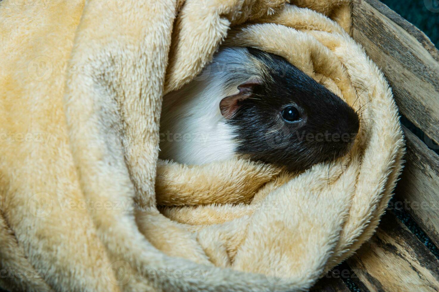 Studio portrait of a guinea pig on blue background photo