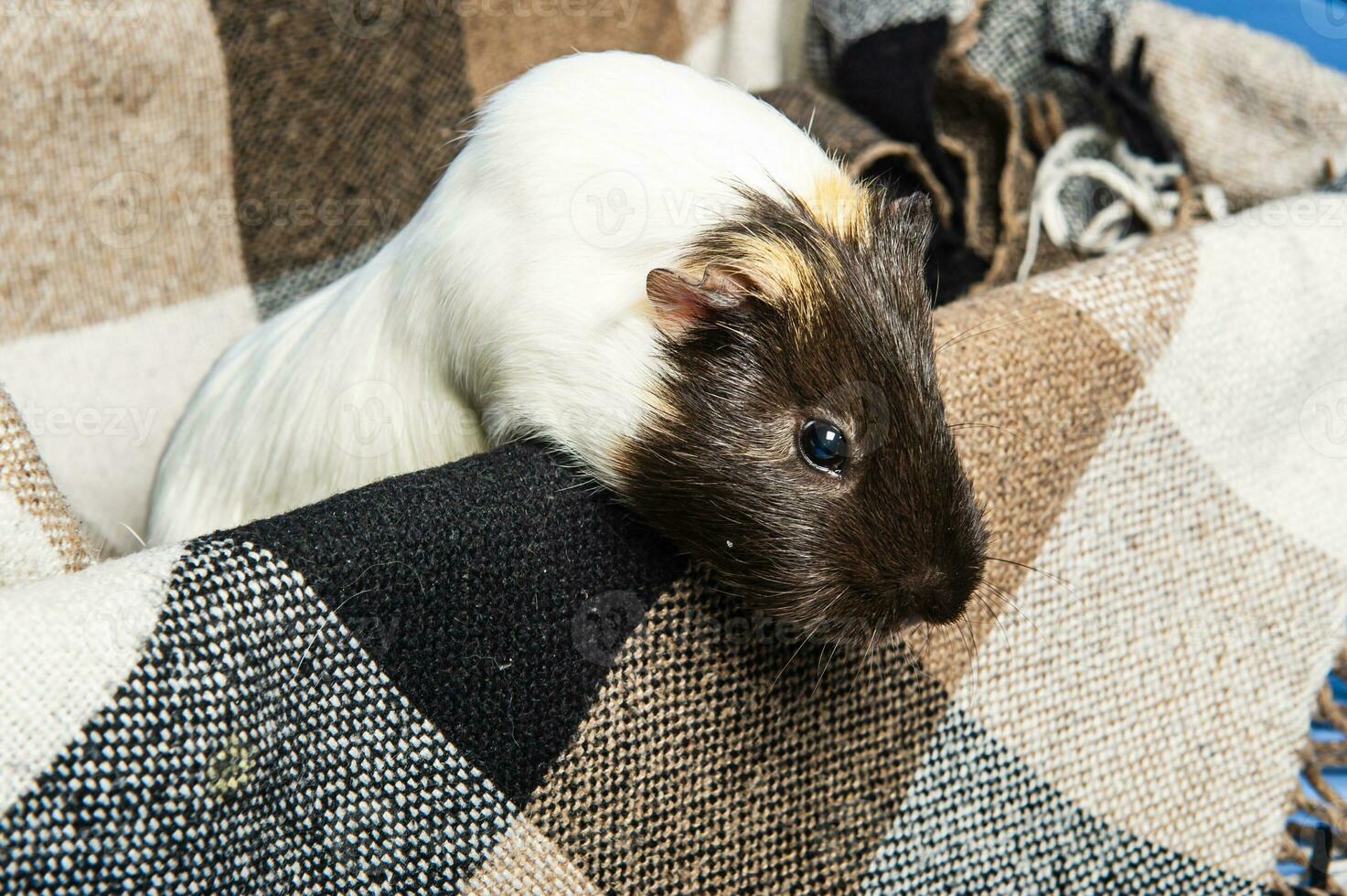 Studio portrait of a guinea pig on blue background photo
