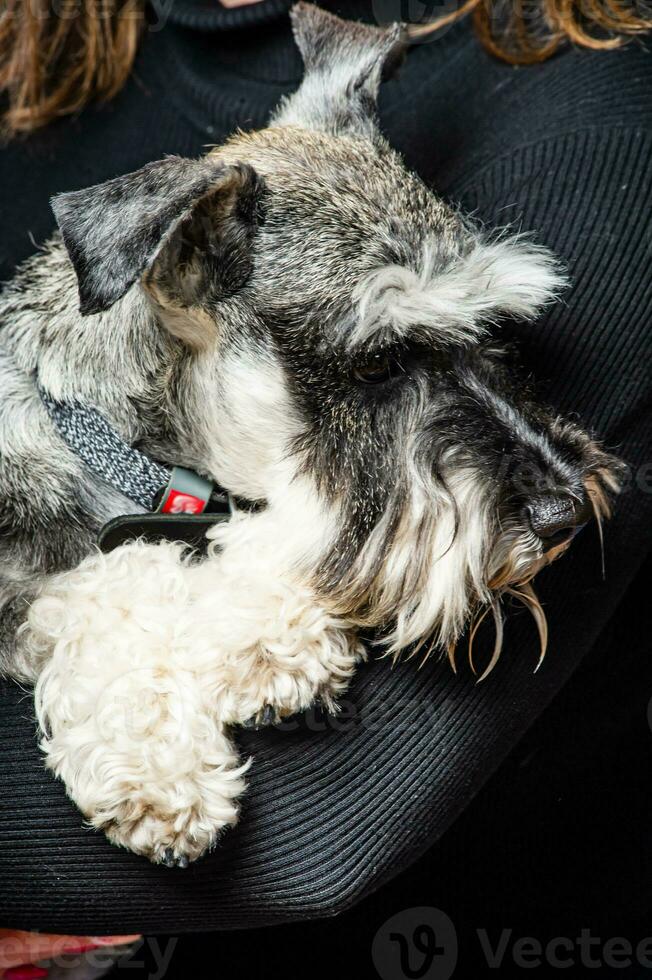 Miniature Schnauzer, 1 year old, standing in front of studio background. photo