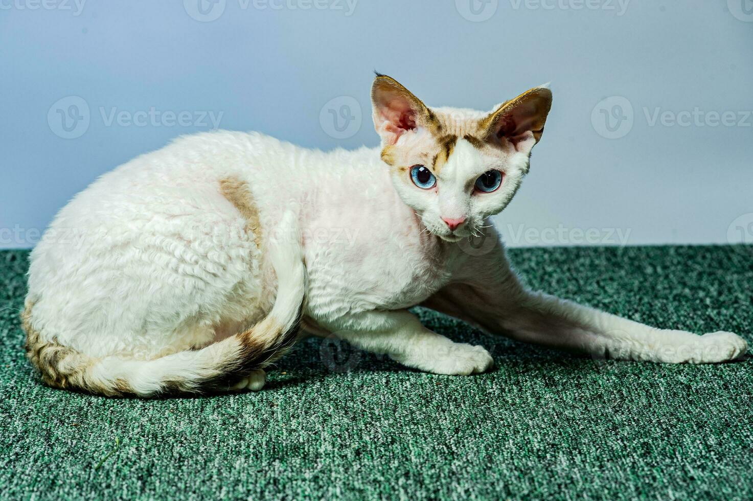 Devon rex cat on colored backgrounds photo
