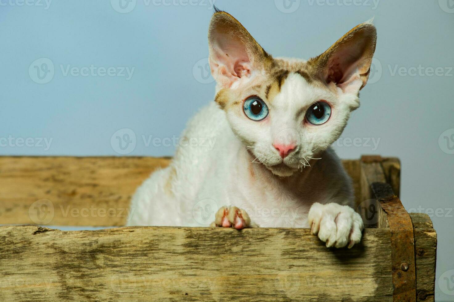 Devon rex cat on colored backgrounds photo